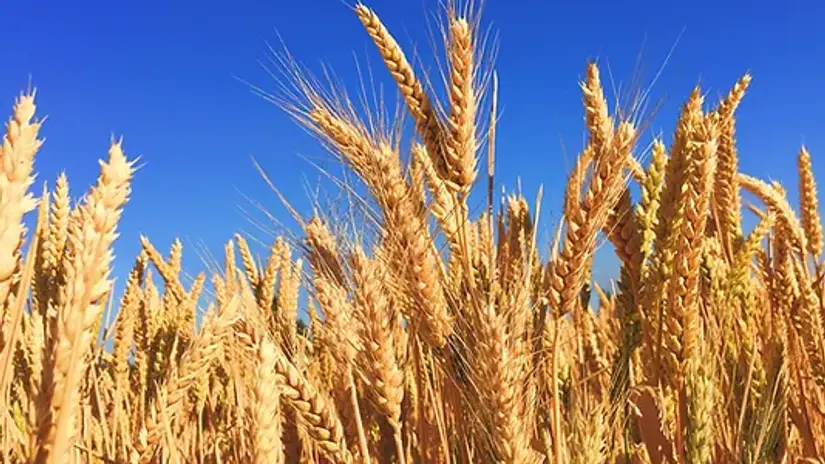 Grains - Rice, Beans, Lentils, Bulgar Wheat, Soybeans